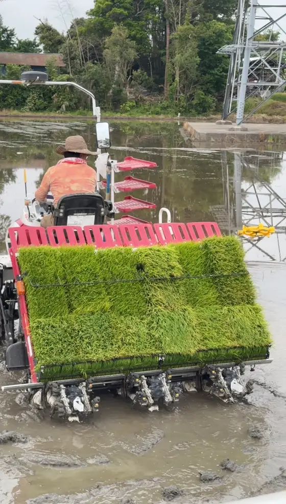 田植え機で苗を植える様子(埼玉県川越市)