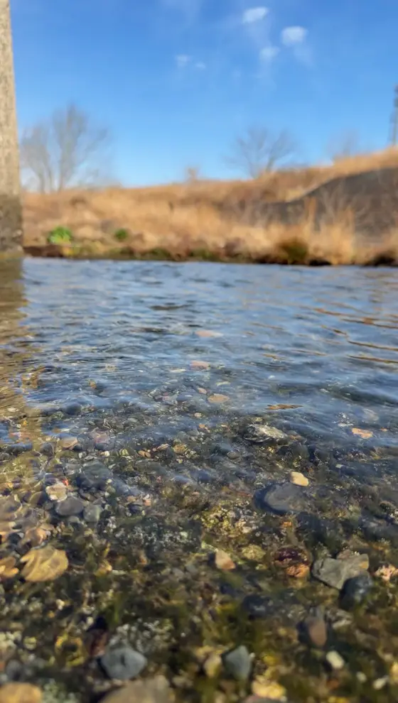 田んぼの近くを流れる川の水辺