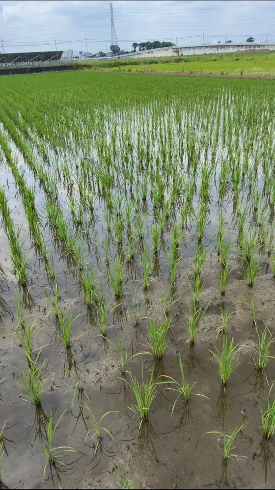 田植え直後の苗が並ぶ田んぼ(埼玉県川越市)