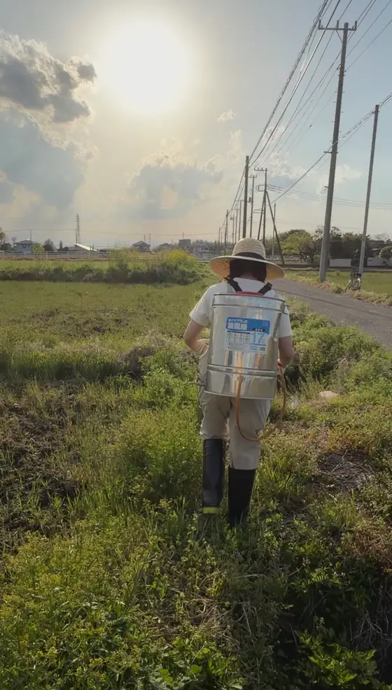 背負い式の散布機を背負って田んぼの畦を歩く様子